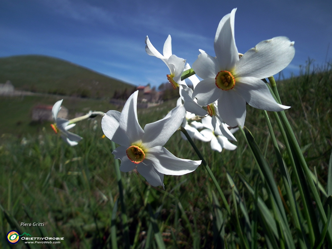 36 narcisi con vista in cima Linzone....JPG